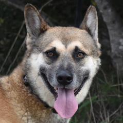 GINO - EINZELPFLEGEPLATZ GESUCHT Schutzgebühr Euro 300, -männlich 2 Jahre 55 cm 25 kg Kast