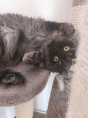 Perser und perser maincoon Mix