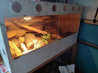 Terrarium incl Leopardengecko Paar
