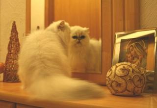 Perserkatze
