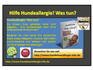 Hilfe Hundeallergie Was tun