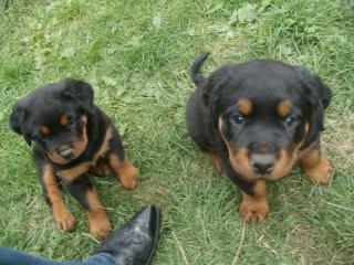 Rottweilerwelpen zu verkaufen