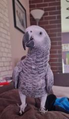 Graupapagei Kongo weiblich 2Jahre