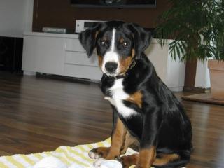 Appenzller Sennenhund Welpe Rüde