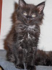 Maine Coon Mädchen typvoll