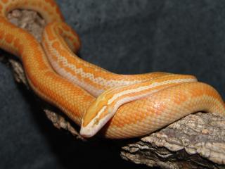 Albino-Hausschlangen Lamprophis capensis