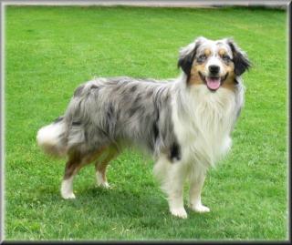 MINI Australian Shepherd Deckrüde