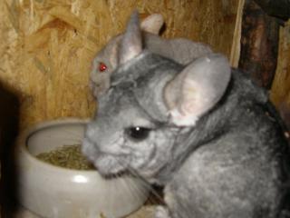 Chinchilla Samson und Luna suchen ein neues Zuhause