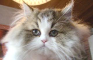 Perser u Exotic Shorthair Babys mit Stammbaum golden-tabby, red-tabby, black-tabb