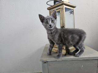 Katzenbabys möchten bald ausziehen