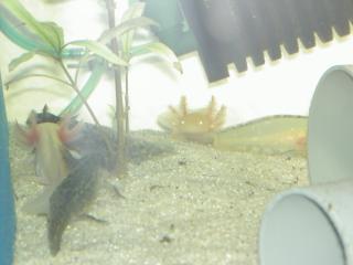 Axolotl Nachwuchs