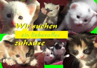 4 Maine Coon Babys suchen ein liebevolles Zuhause