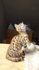 Bengal Kitten mit wundervoller Zeichnung