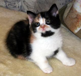 Wir haben supersüße Kitten in tollen Farben