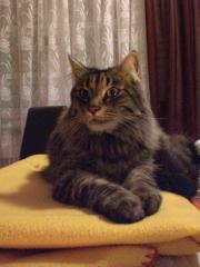 Kater Yogi vermisst