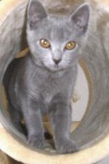 Chartreux/Kartäuser die Echten