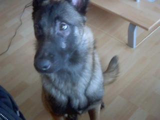Malinois Rüden 9 Monate alt abzugeben Preis 300 Euro VB