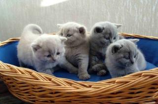 Reinrassige supersüße BKH Katzenbabys