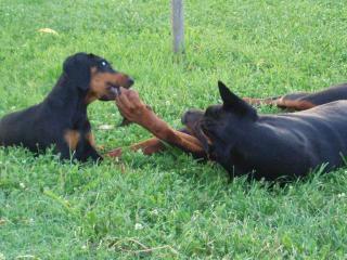 Dobermannwelpen aus FCI-Zucht Topcharakter