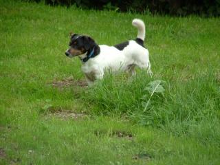 Jack Russel Rüde
