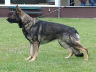 Deckakte Deutscher Schäferhund wird angeboten