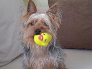 YORKI RÜDE SUCHT LIEBEVOLLE HUNDEDAME