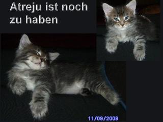 Maine Coon Kitten jetzt auch auf Raten kaufen
