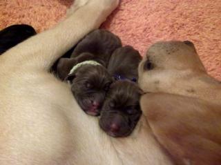 Labrador / Australian Shepherd Mix Welpen