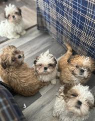 Reinrassige Shi-Tzu Welpen
