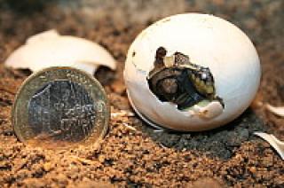 Griechische Landschildkröte THB sucht neuen Wirkingskreis -