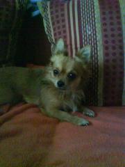 Chihuahua Deckrüde