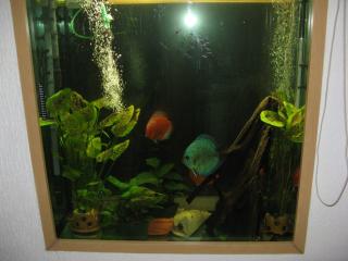 2 14cm große Diskus Blau und Marboro u. 40 neon groß u.