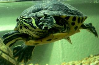 Gelbwangenschmuckschildkröte M abzugeben / tauschen W