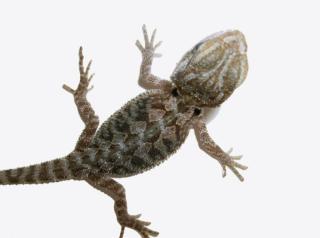 Bartagame translucent nz abzugeben