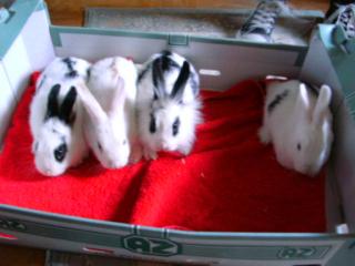 Süsse Kaninchenbabys zu verschenken