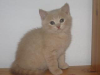 Wunderschöner BKH-Kater Carlos in creme