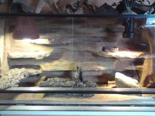 1. 3 Leopardgecko Zuchtgruppe Terrarium mit sehr schöner Rückwand in gute Hä