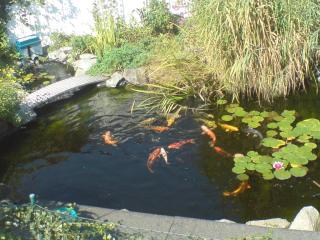 Gartenteich mit 10japan koi 10euro koi