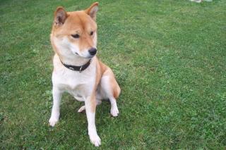 Sonja s Mobiler Hundeservice/Hundebetreuung