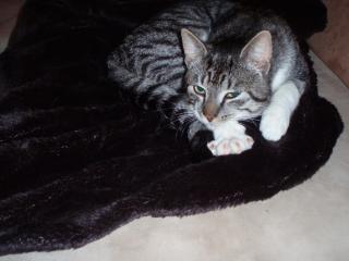 Junger Kater in Bremen Walle/Gröpelingen zugelaufen
