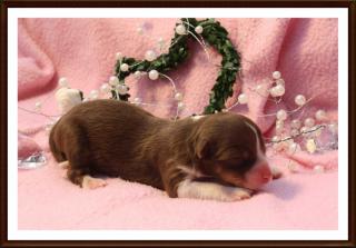 Unsere Mini-Aussie Welpen sind da freu