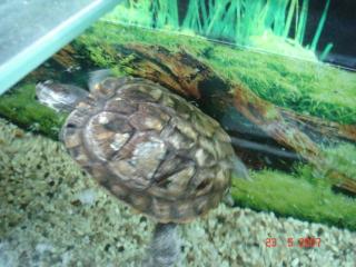 Verschenke Gelbwangenschildkröte in gute Hände inkl Filter, Heizstab, Insel, Futt