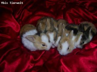 Bunte Zwergkaninchen Babys ab Dez. abzugeben.
