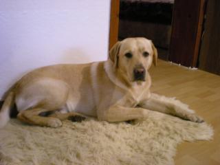 Labrador-Retriever sucht hündin zum decken