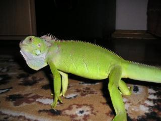 Leguan günstig abzugeben