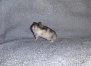 Hamster verschiedene Rassen