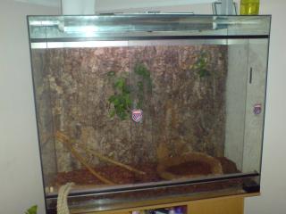 Wasser agamen pärrchen
