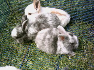 SÜSSE ZWERGKANINCHEN ZU VERKAUFEN