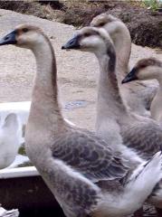 6 junge Höckergänse