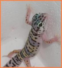 Leopardgeckos, Farbformen